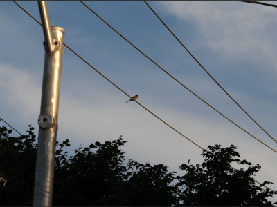 Opinion: Animal Extinction and What We Can Do about it as High Schoolers